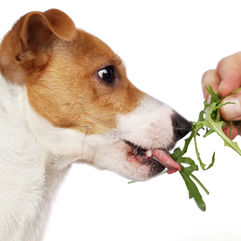 Why does my dog eat grass? Pet Greens Live Dog Grass