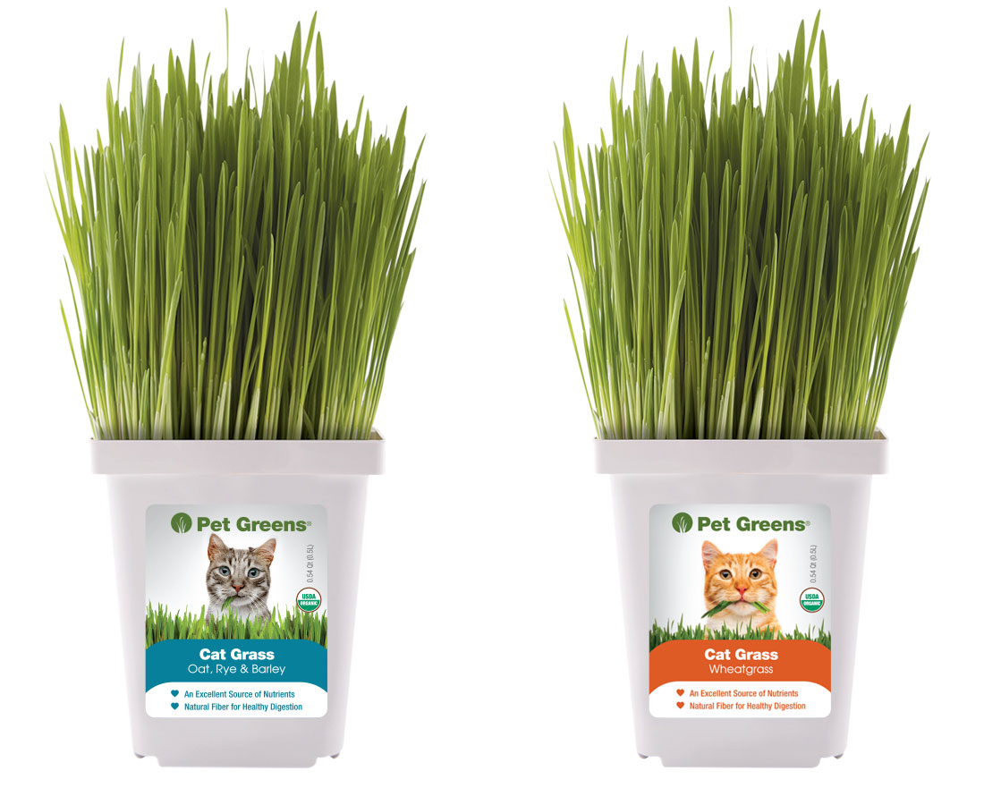 Is cat grass ok for dogs to eat
