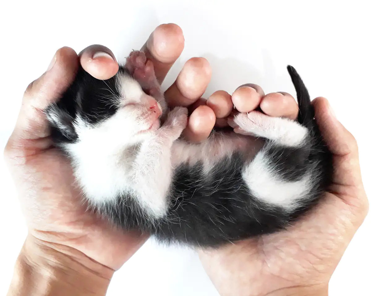 kitten held in hands