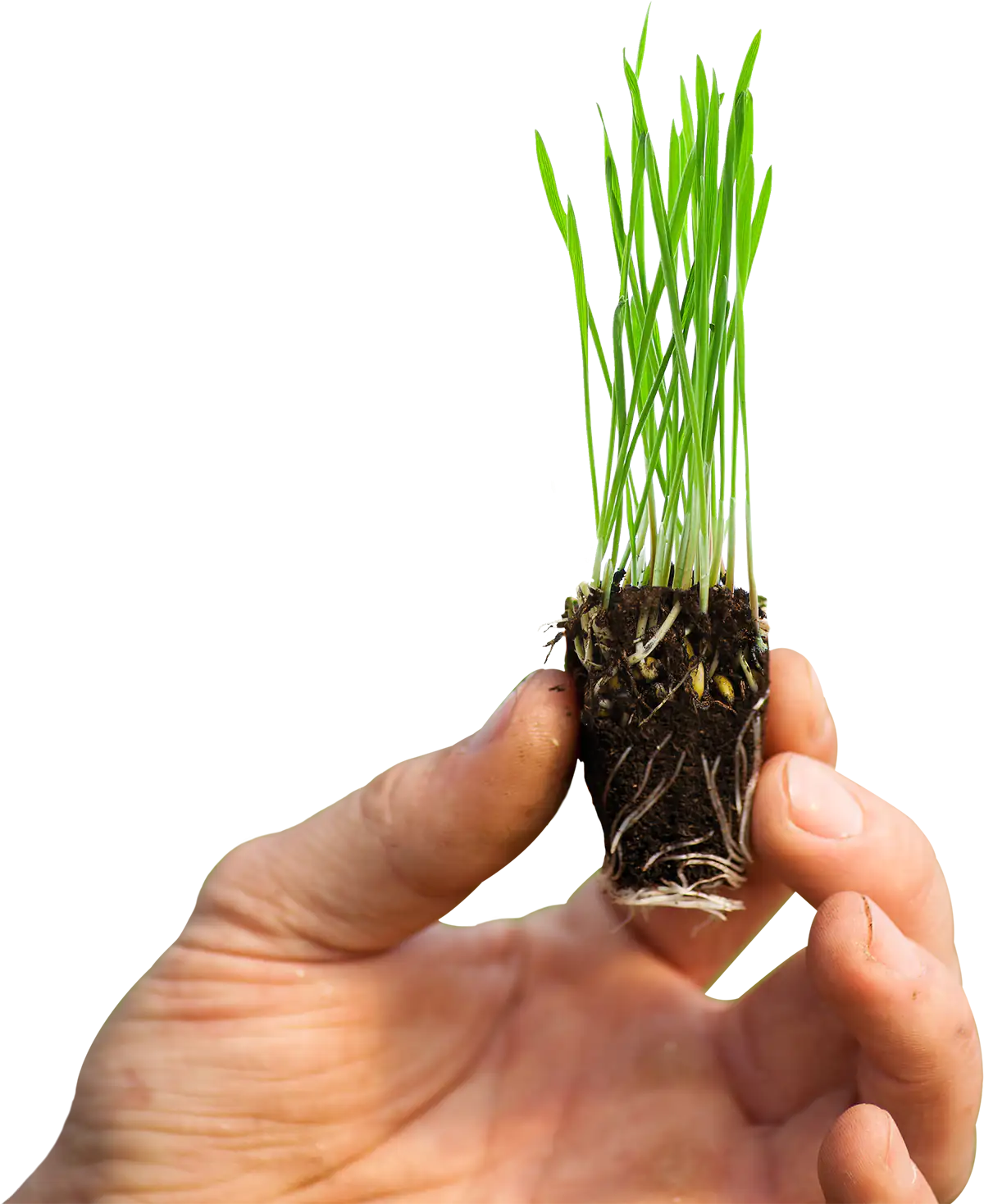 Pet grass in hand with roots