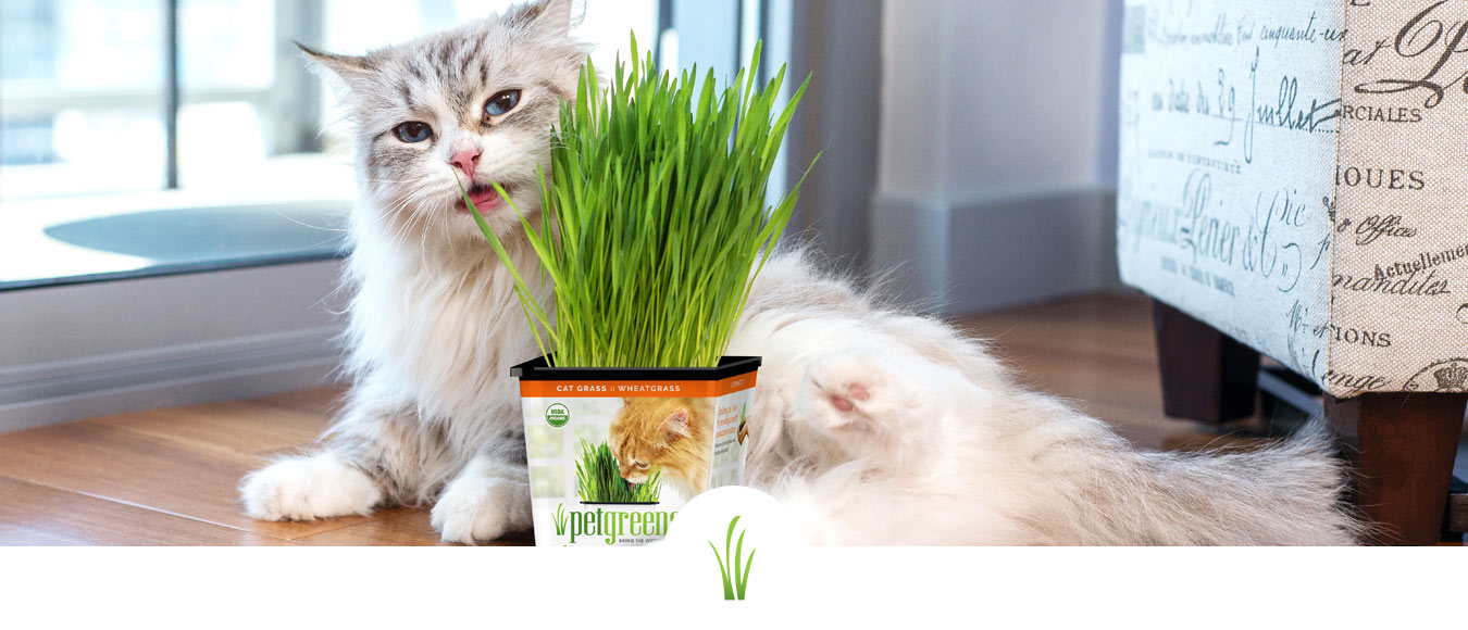 Cat on floor with live cat grass