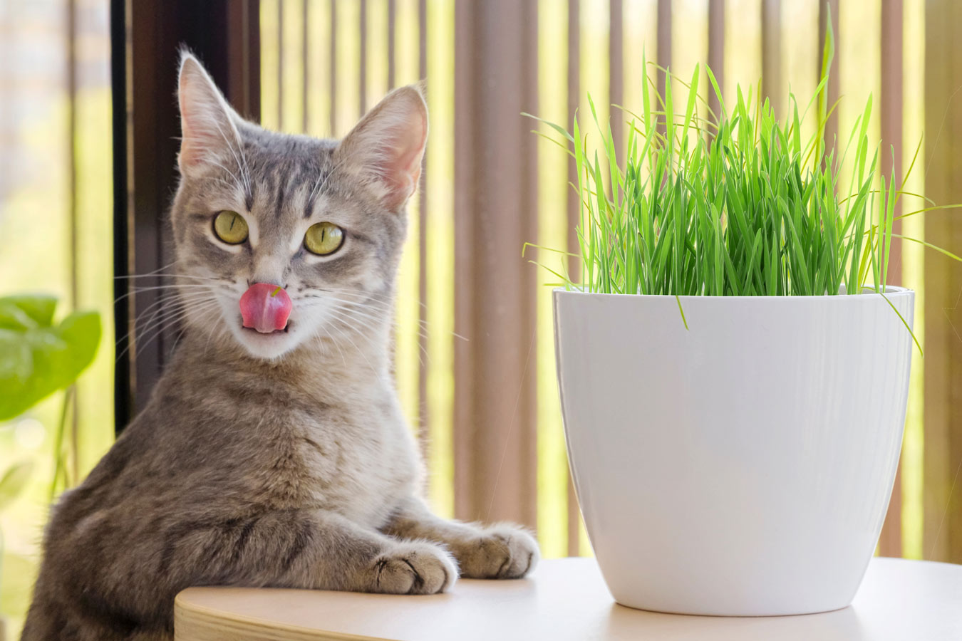 Cat licking her chops with cat grass in front of her on a table