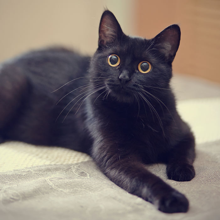 black cat looks up