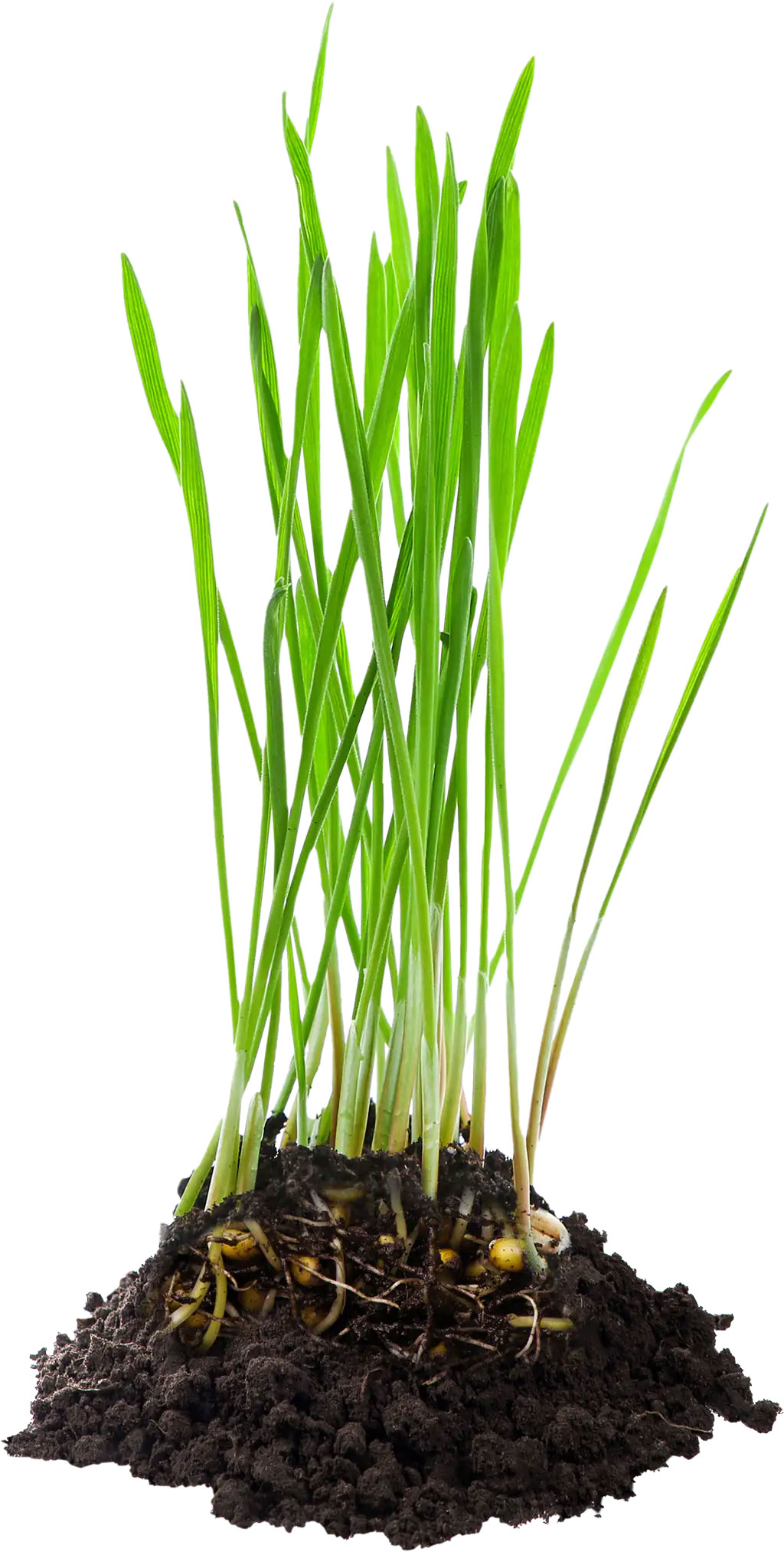 cat grass with roots