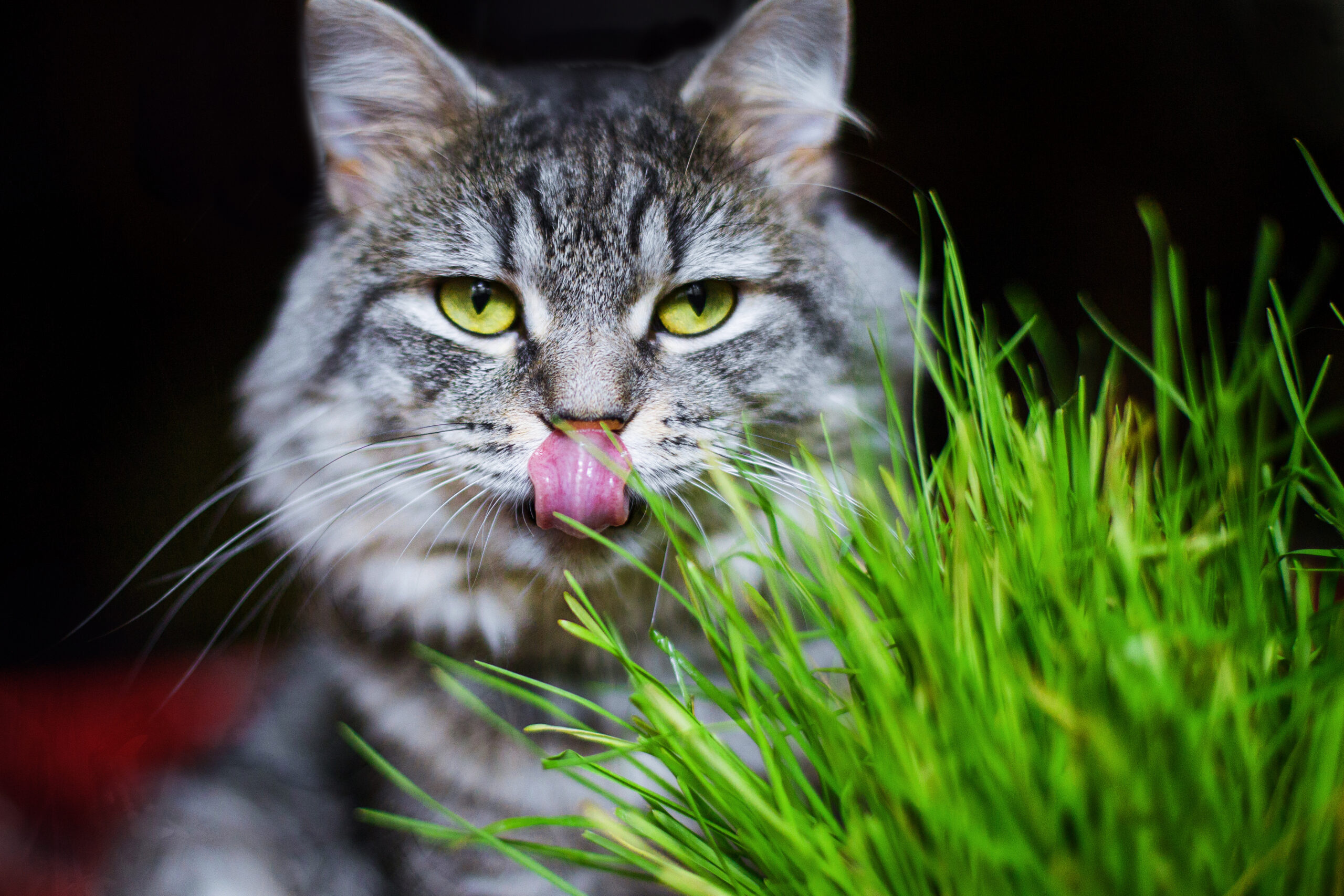beautiful tabby coated cat licking lips ready to eat cat grass